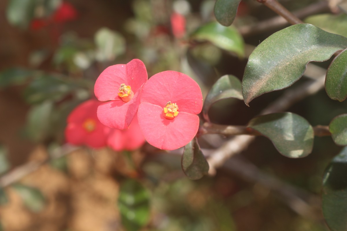 Euphorbia geroldii Rauh